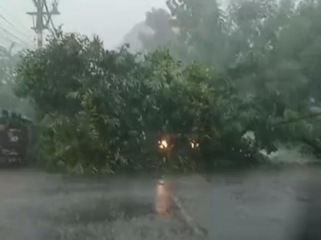 Pohon Mangga Tumbang Timpa Pikap di Jalan Raya Winongan Pasuruan